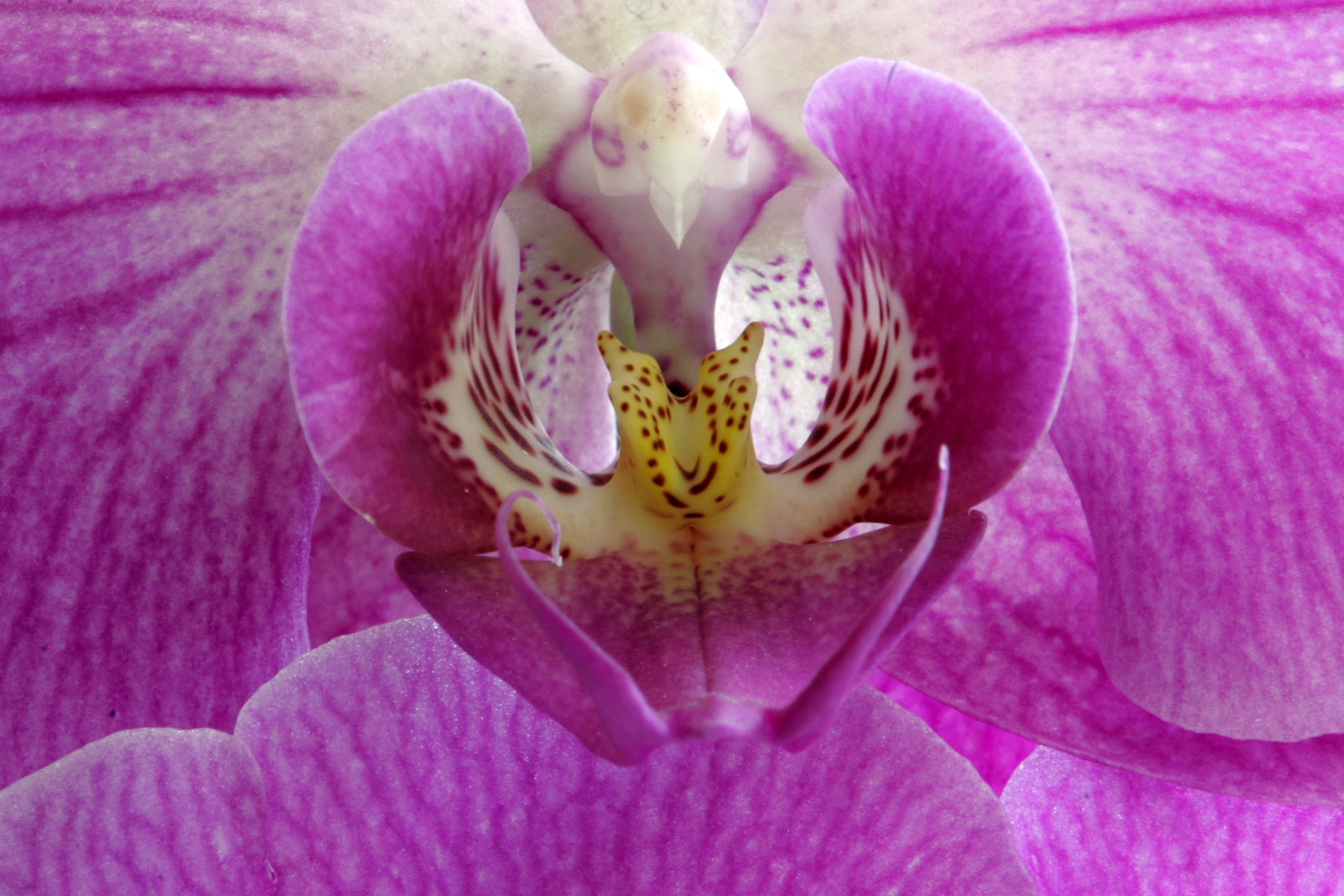 Bird in an Orchid