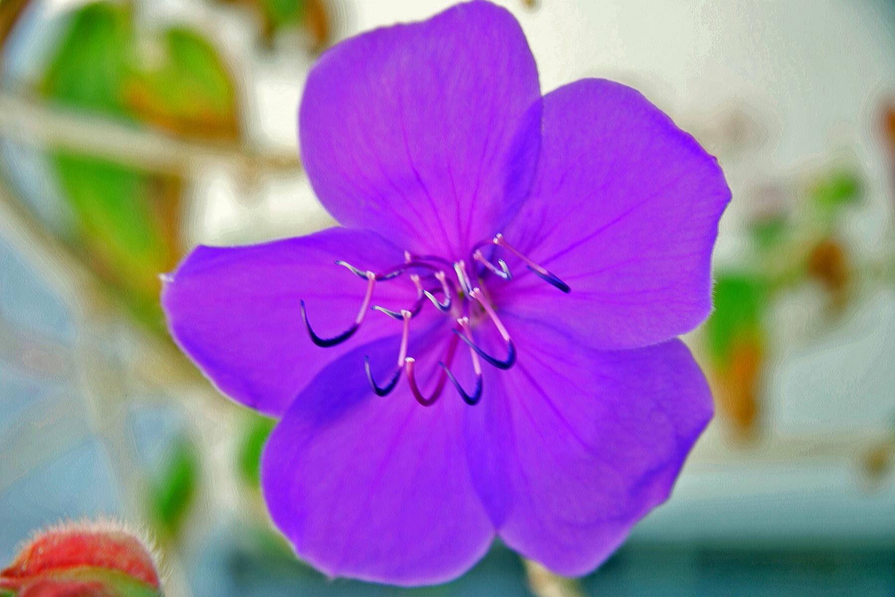 Purple Flower