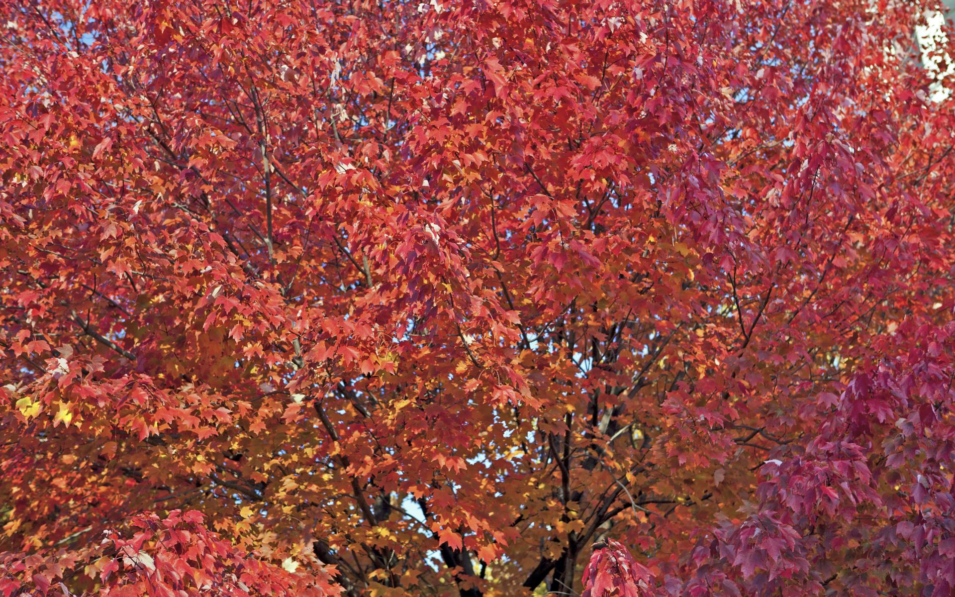 Big Red Tree - Vermont