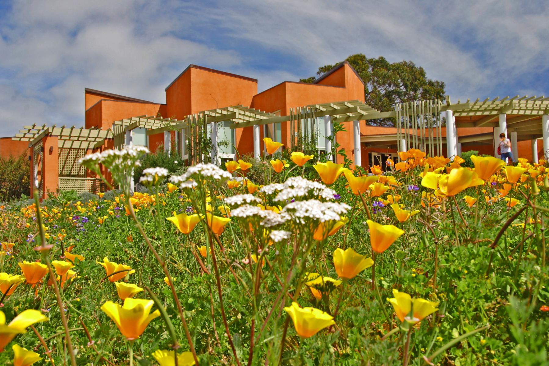 California Poppies