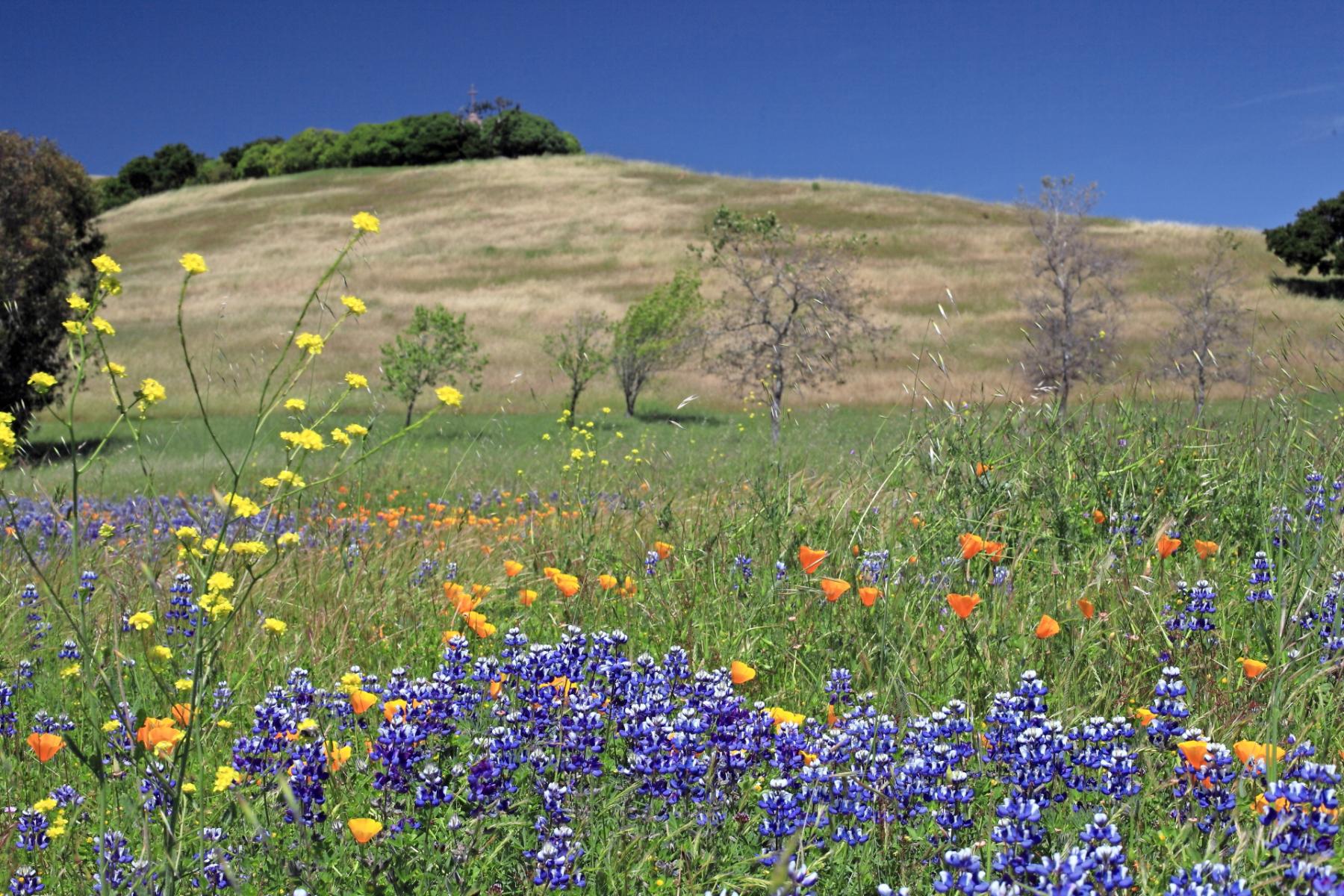 Laguna Seca Wild Flowers