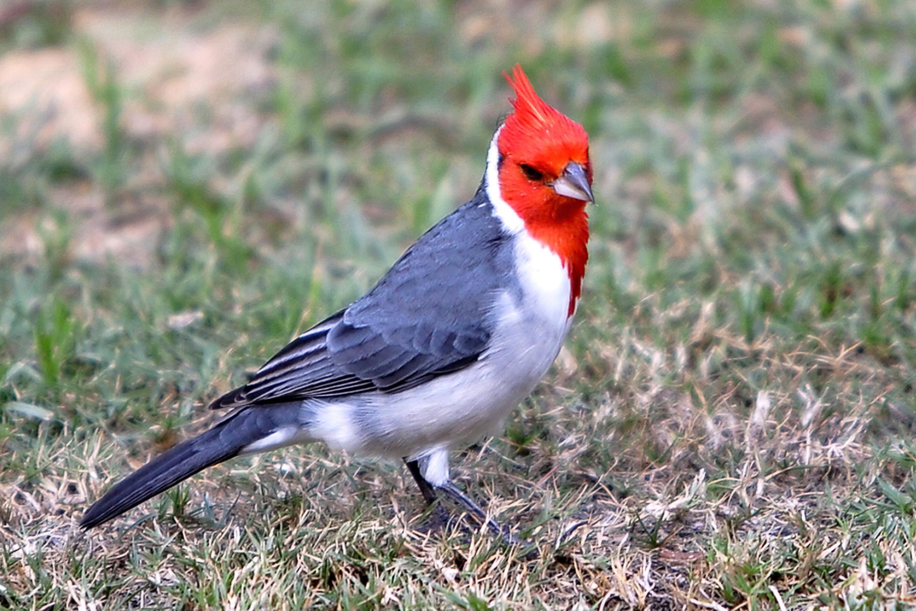 Hawaii Cardinal