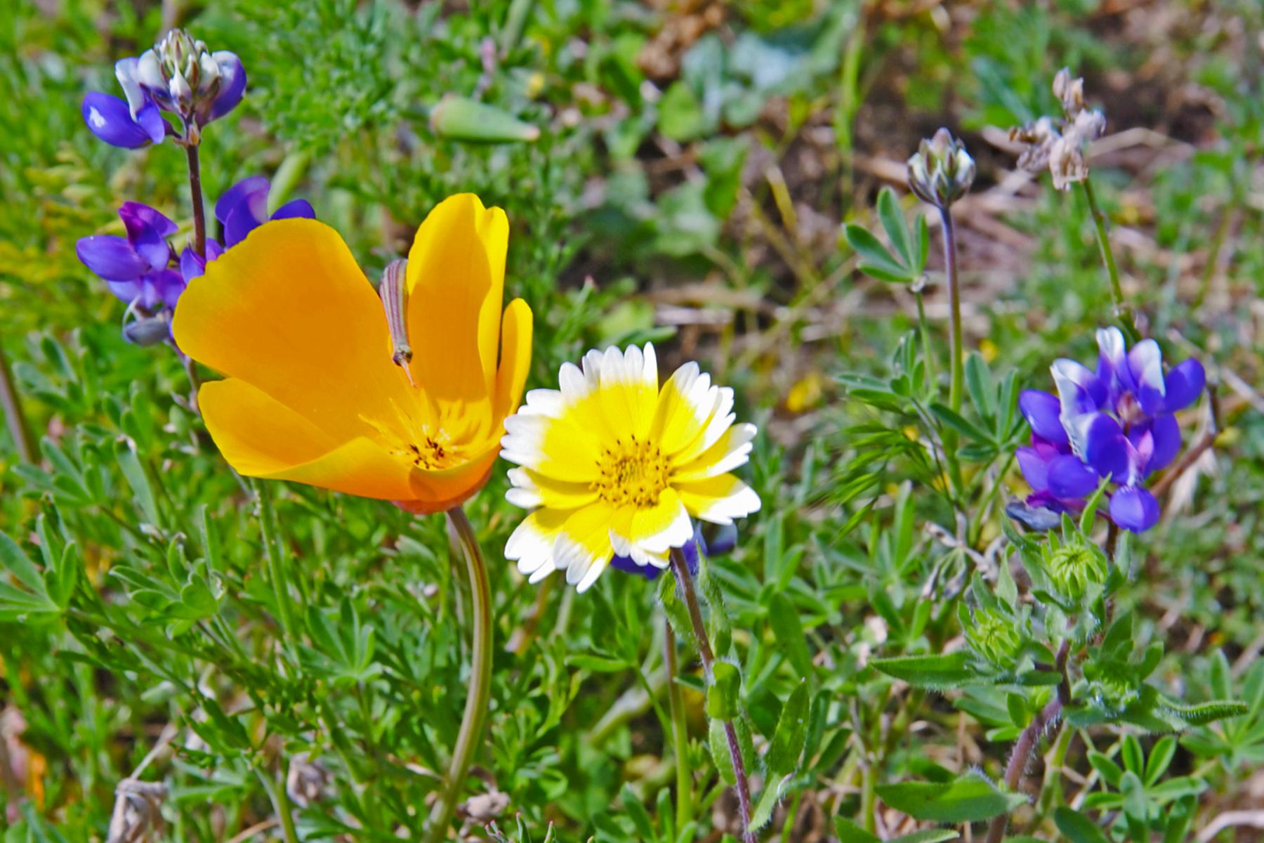 Poppy and Friends