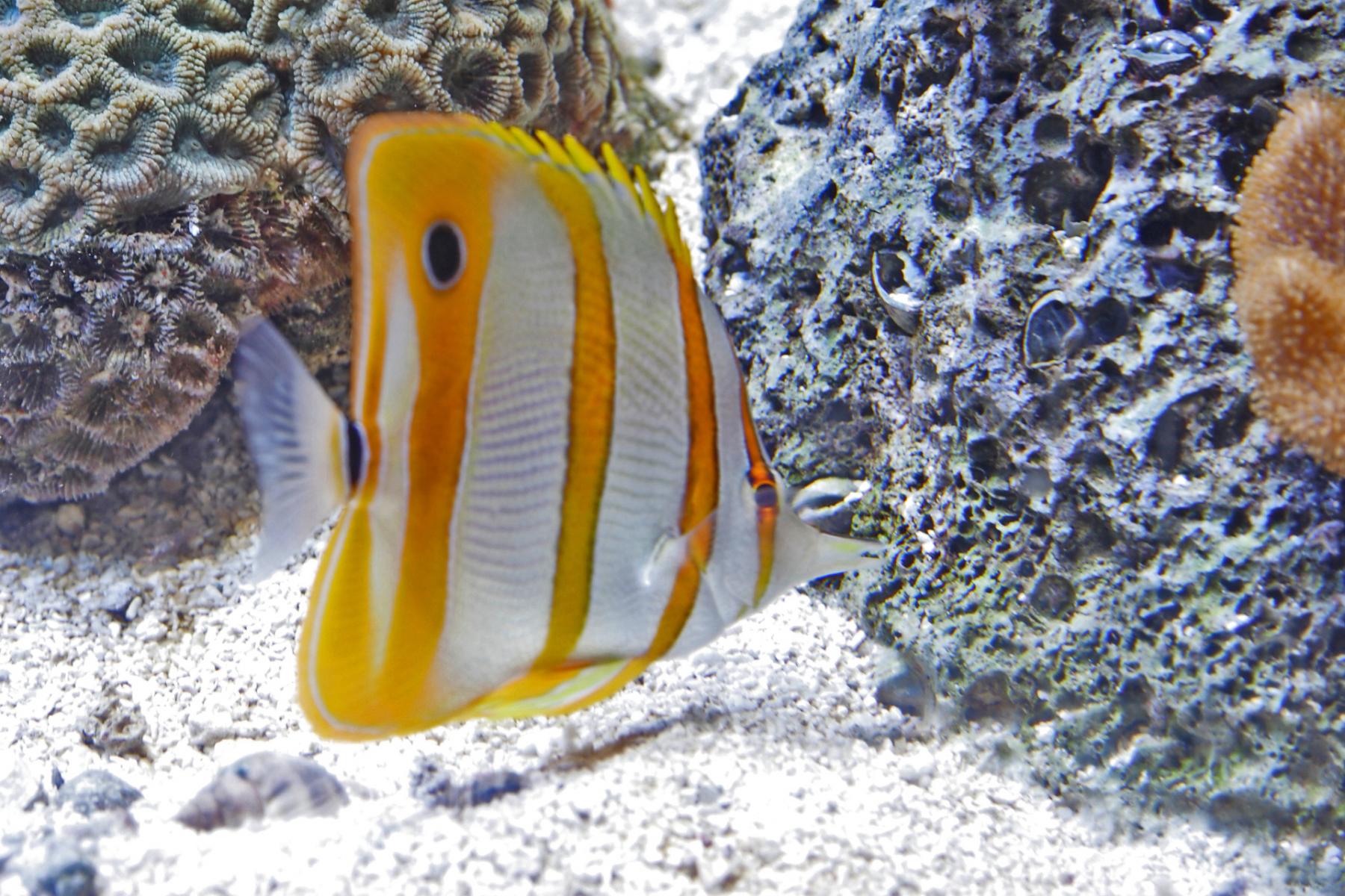 Copperband Butterflyfish