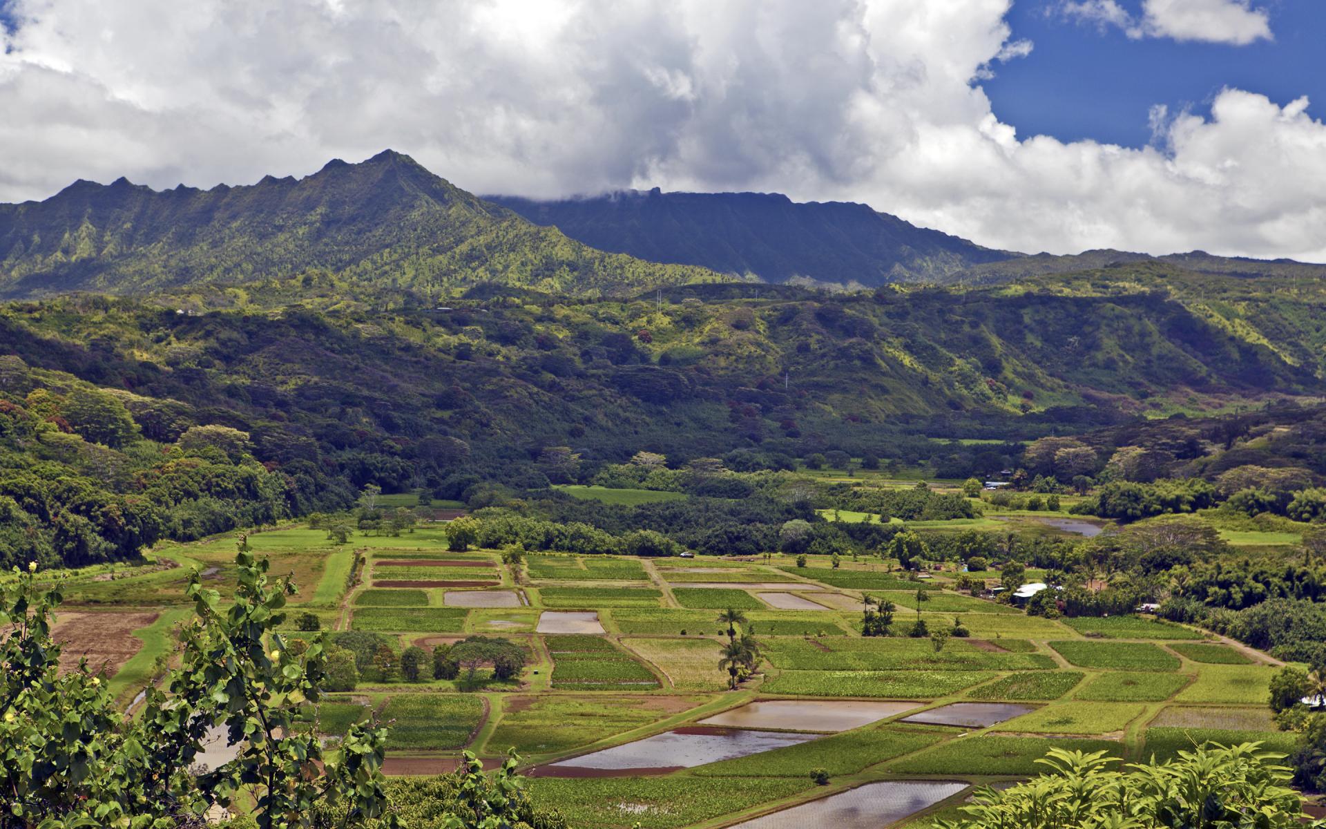 Taro Fields - Kauai