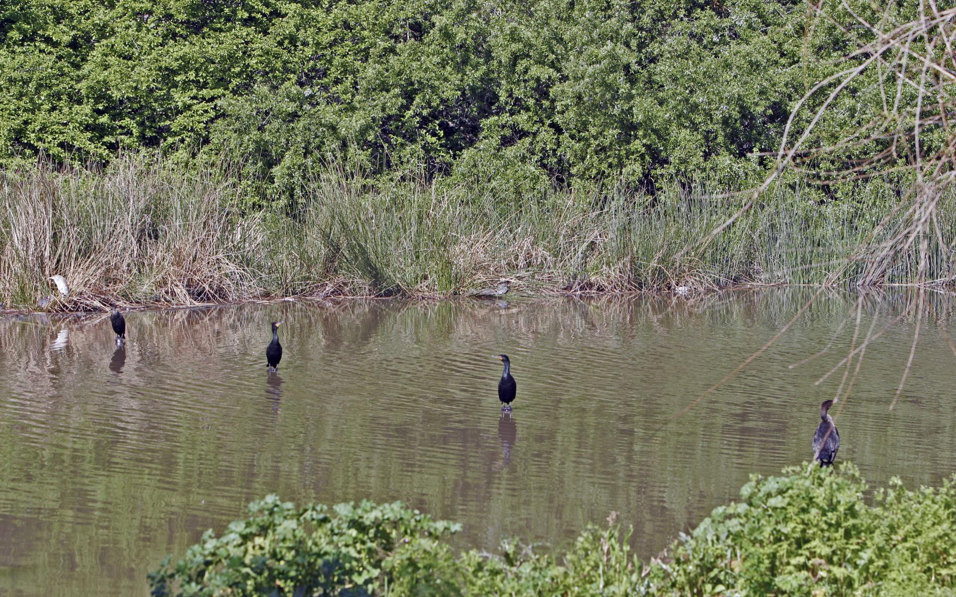 Ducks in a Row