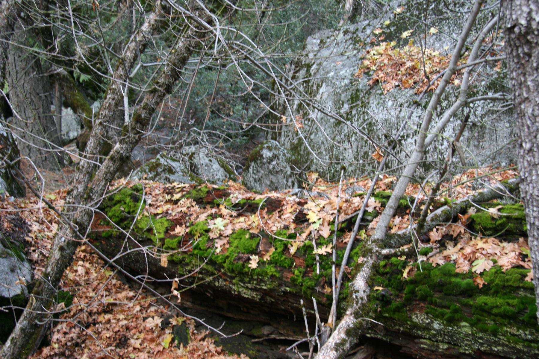 Yosemite Log