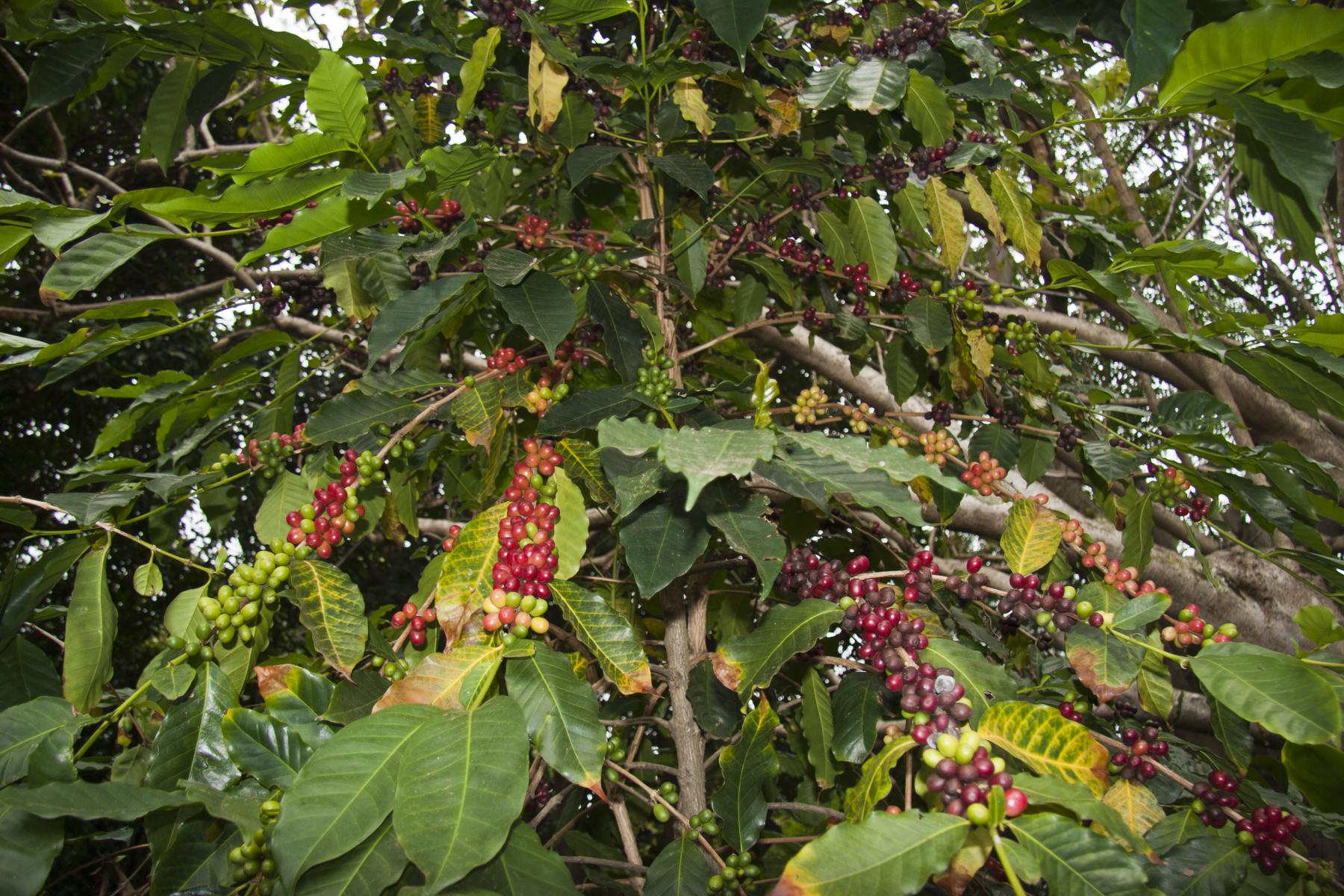 Hawaiian Coffee Tree - Big Island