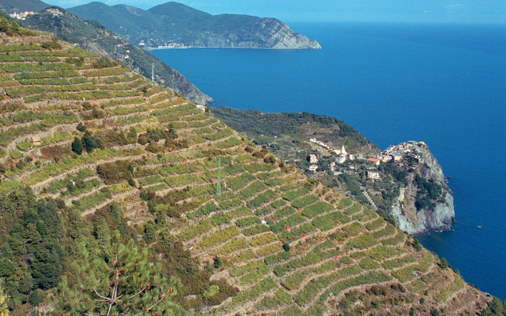 Cinque Terre Hillside Vinyard