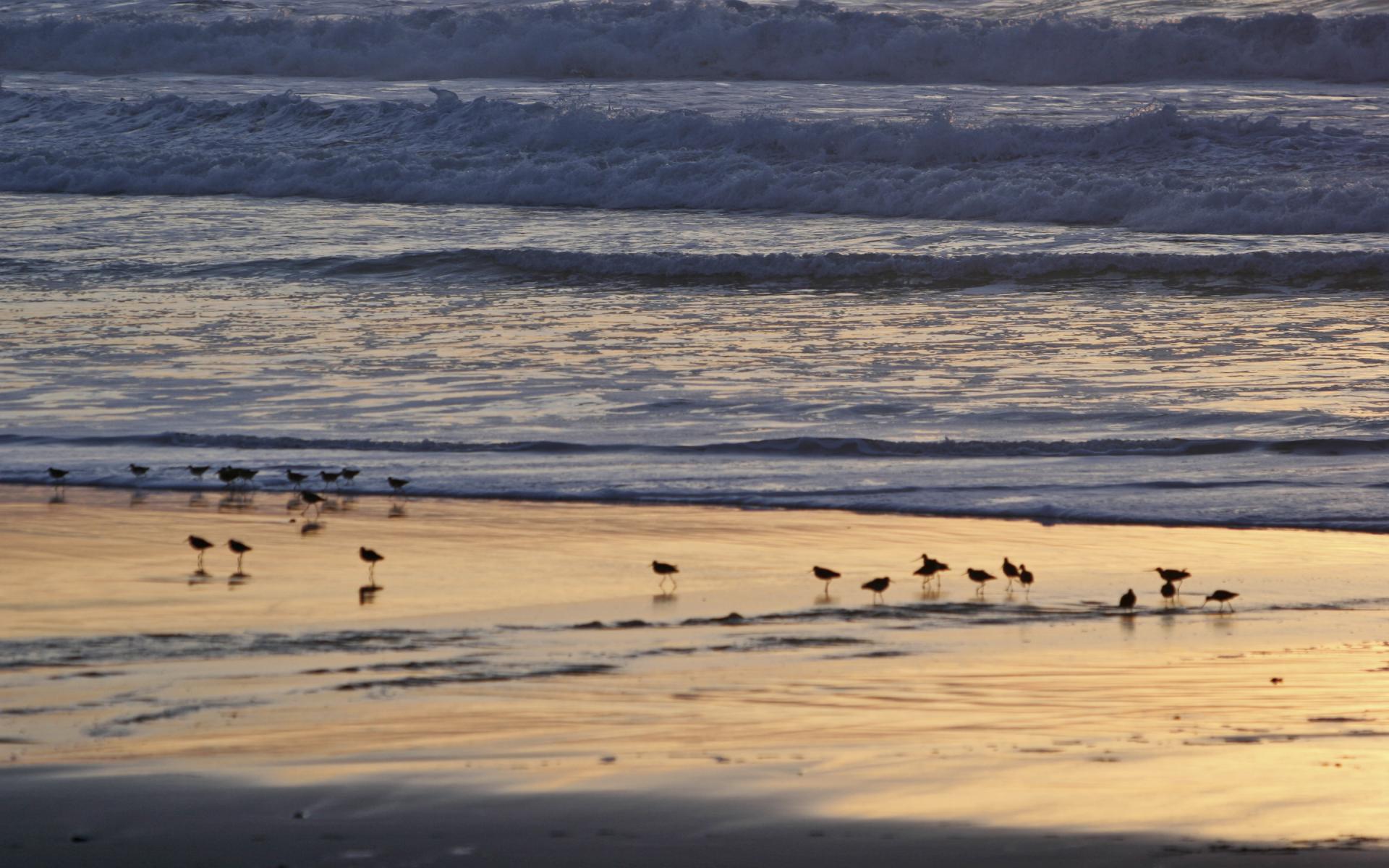 Snowy Plover - Monterey