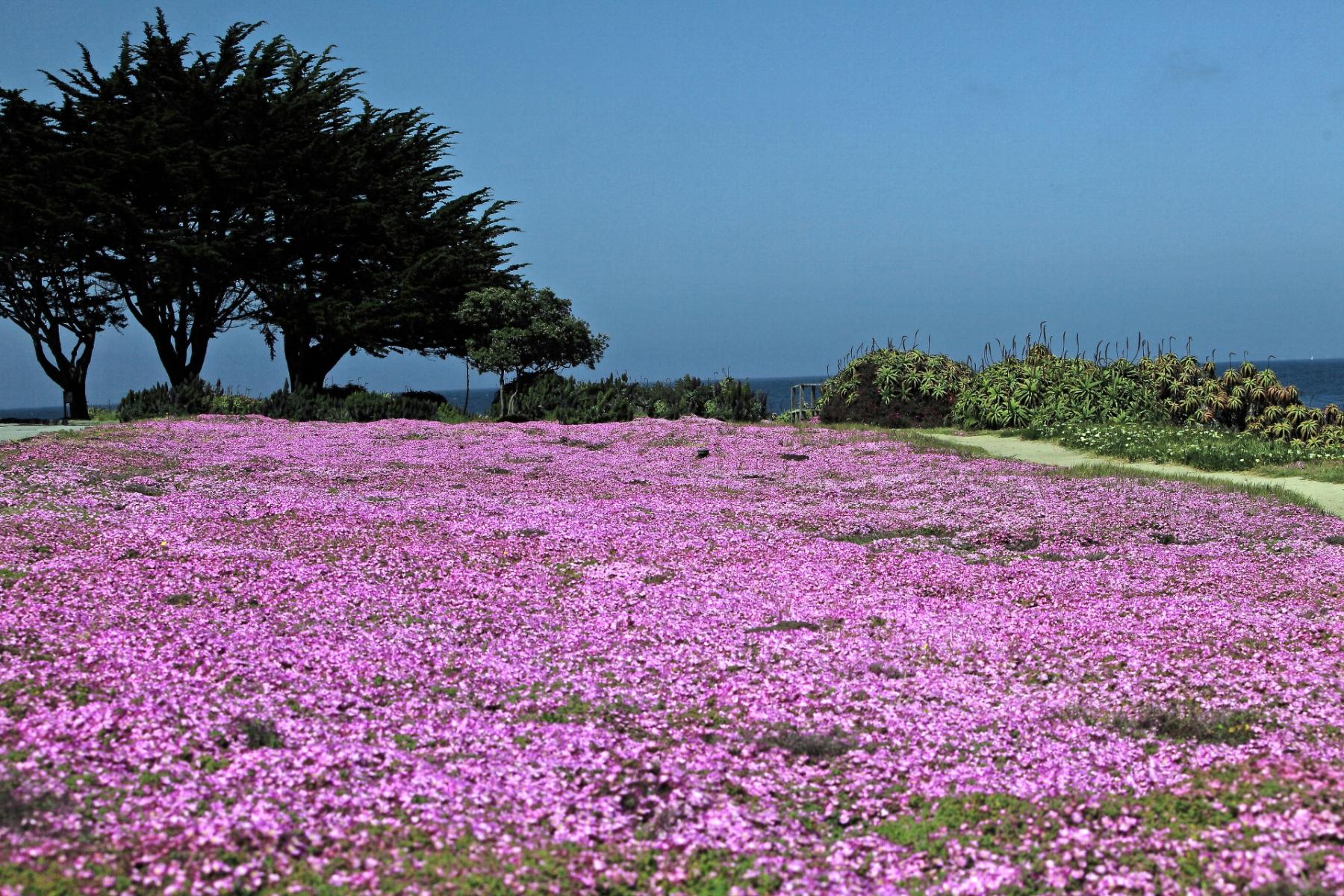 Pacific Grove Flowers