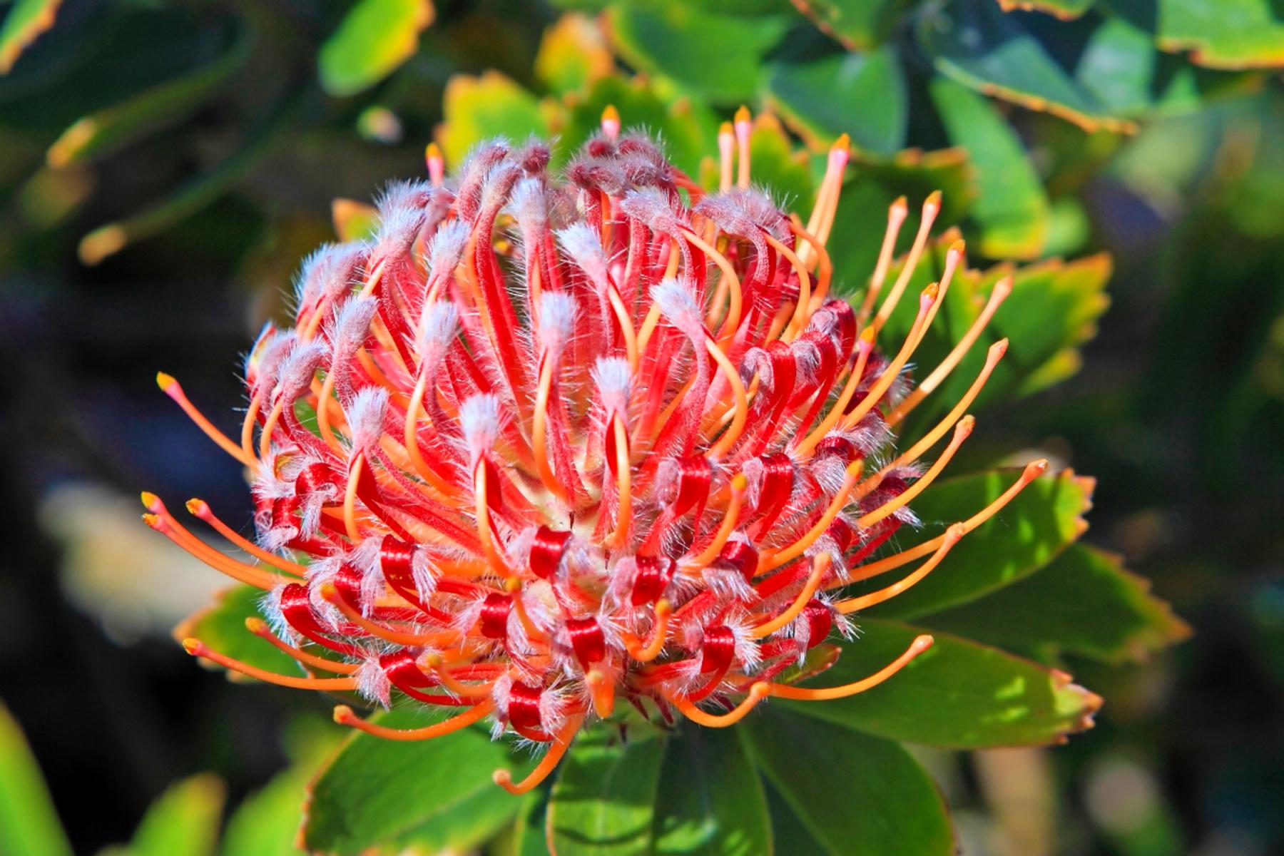 Ornamental Orange Flower