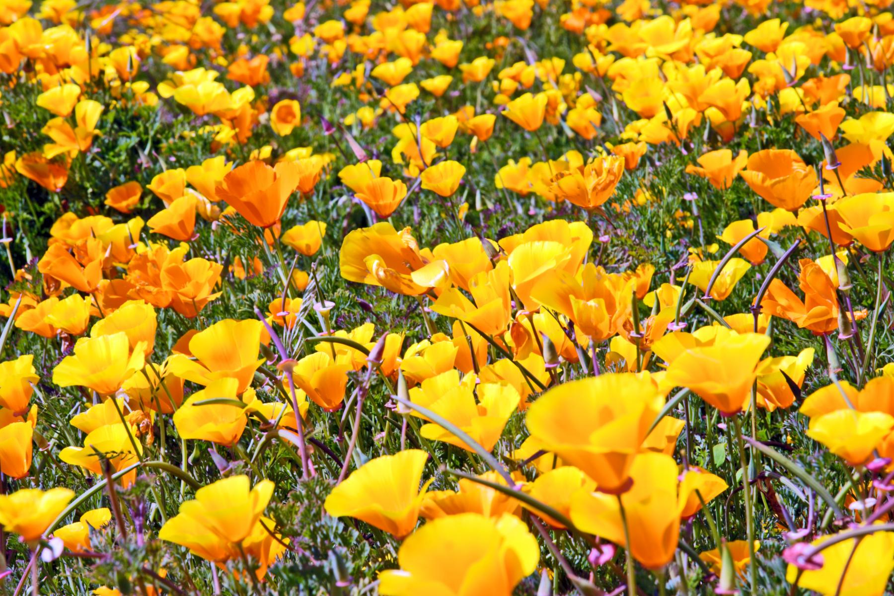 California Poppies