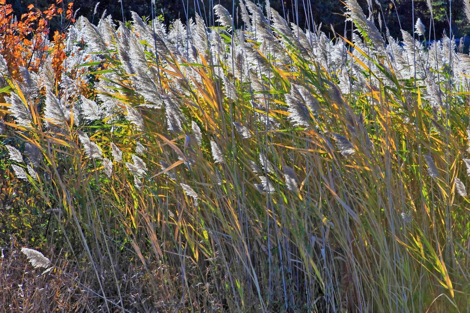 New Hampshire Tall Grass