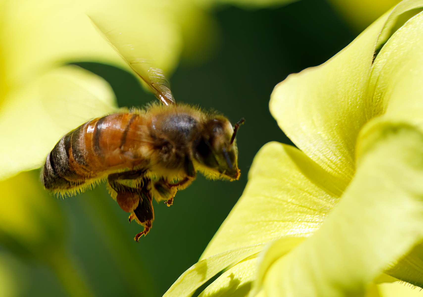 Springtime Pollination - Monterey