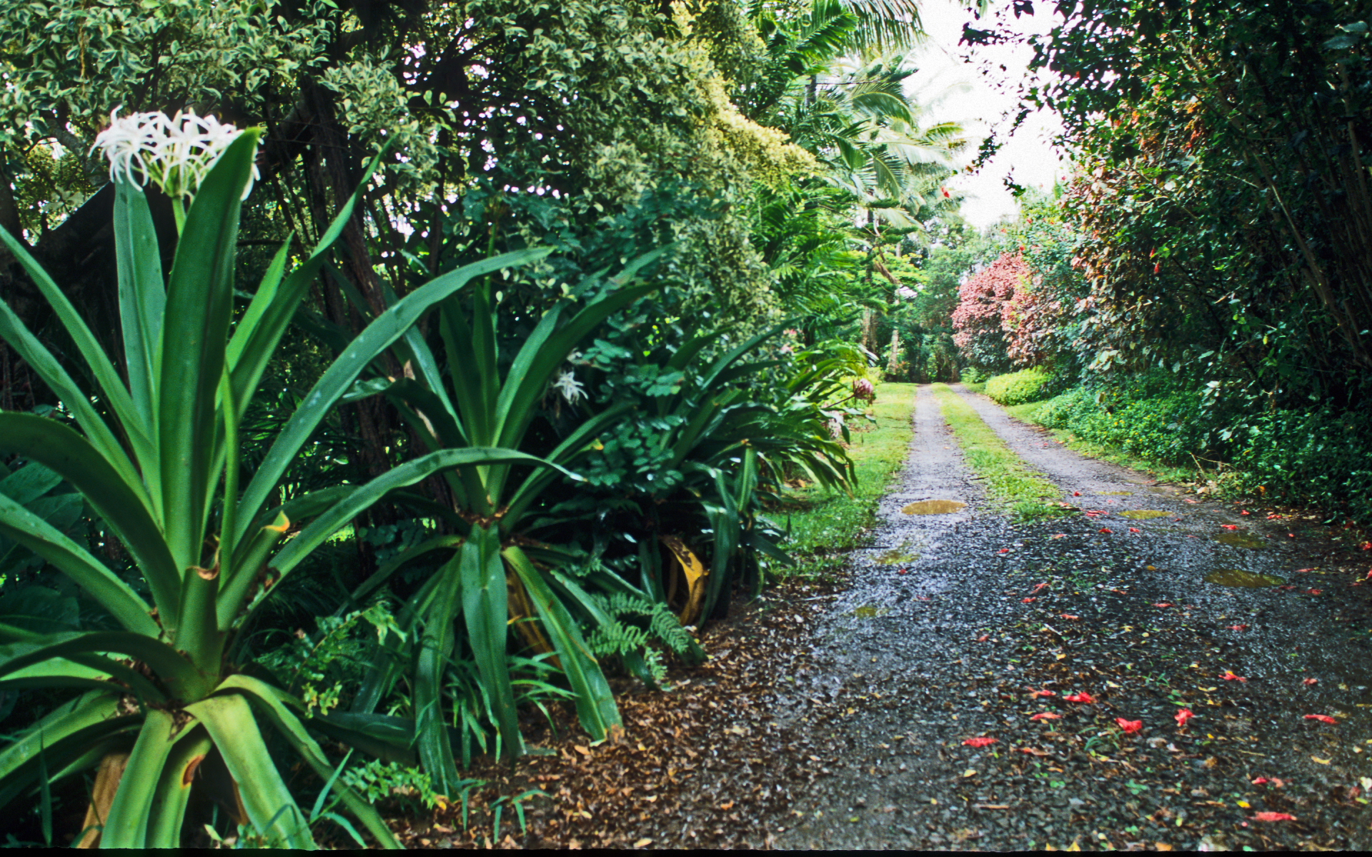 Hawaii After Rain - Maui