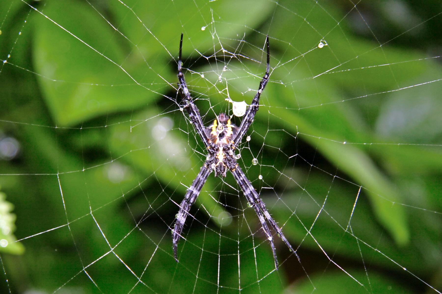 Spider near Hilo - Hawaii