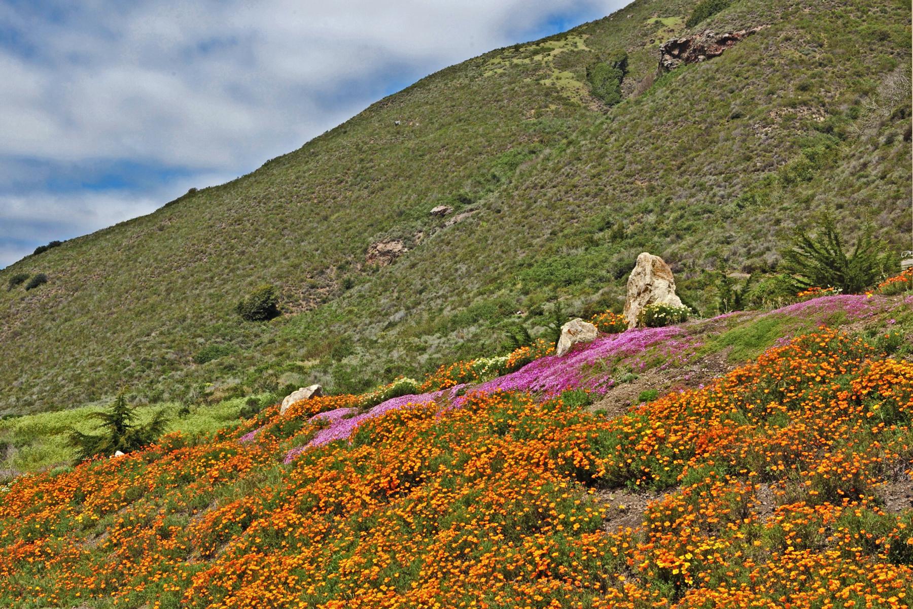 Big Sur Flowers and Hills