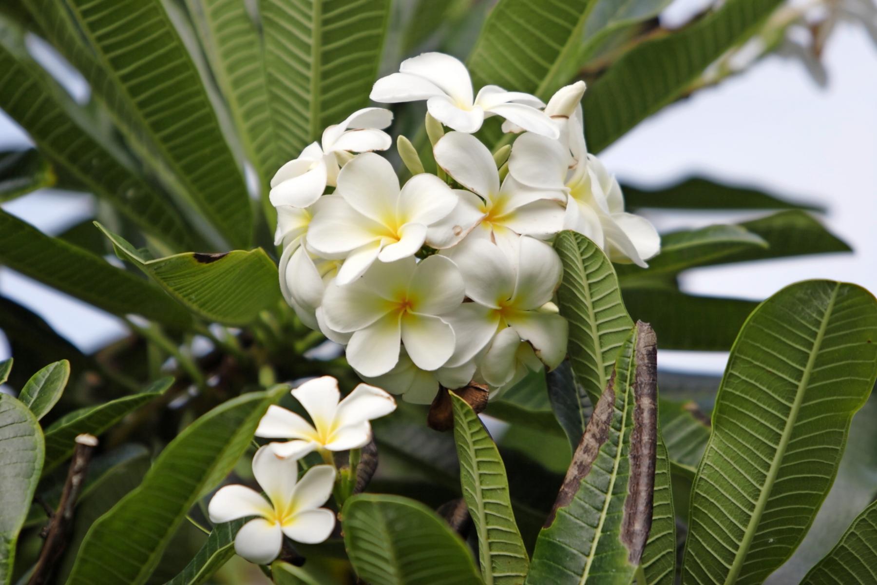 Plumeria Flower - Kauai