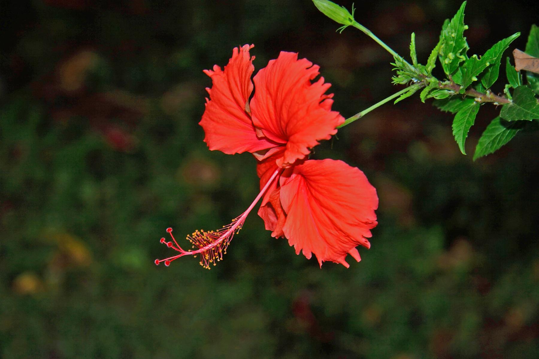 Hawaiin Red Flower