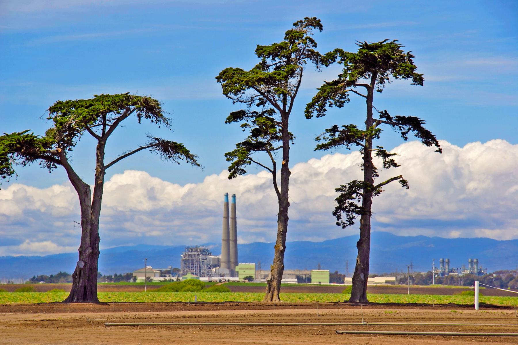 Moss Landing Trees