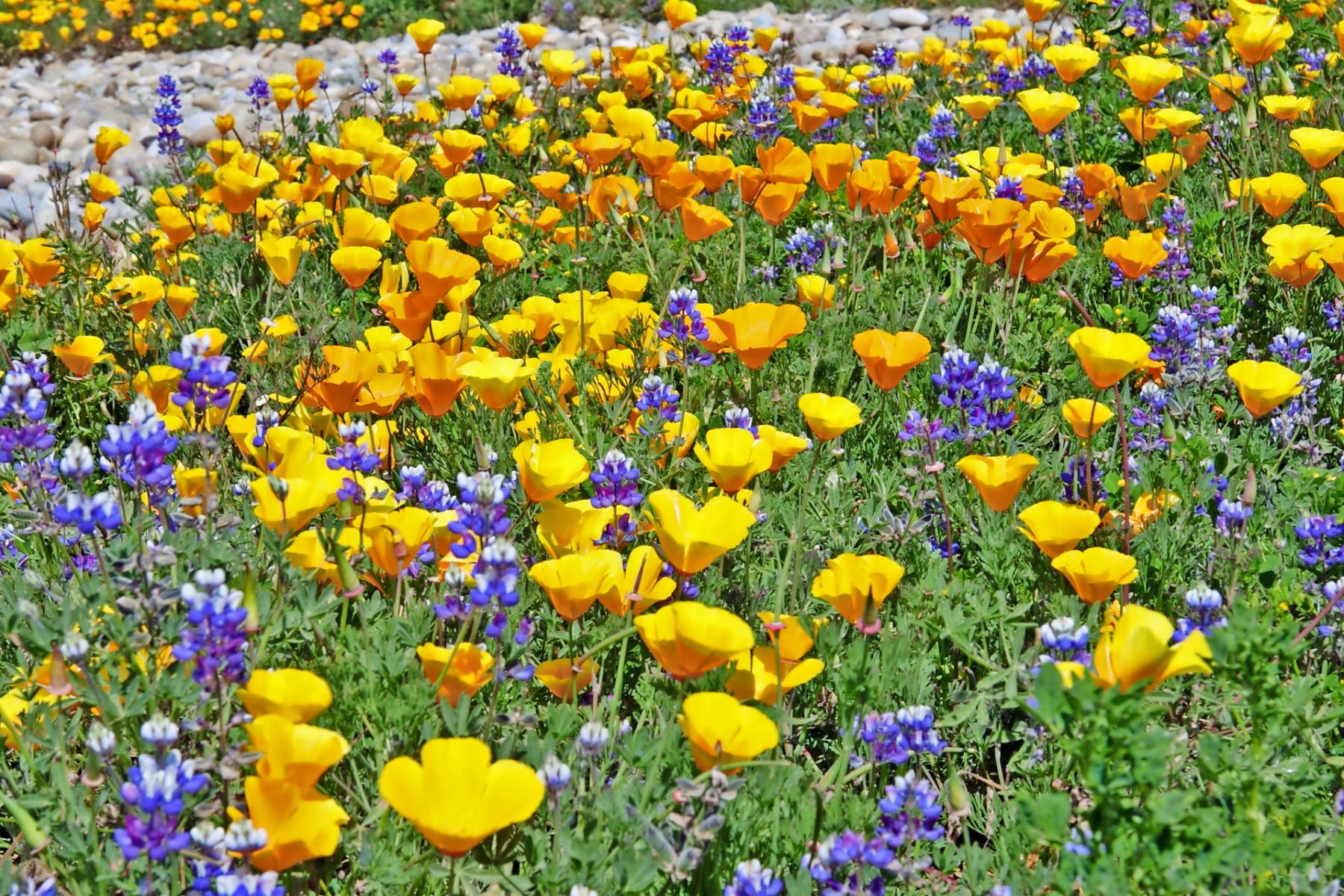 Poppies and Lupin